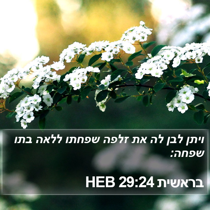 בראשית 29:24 HEB Bible Study