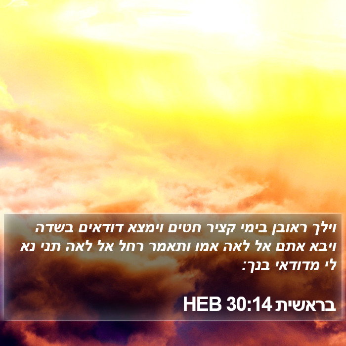 בראשית 30:14 HEB Bible Study