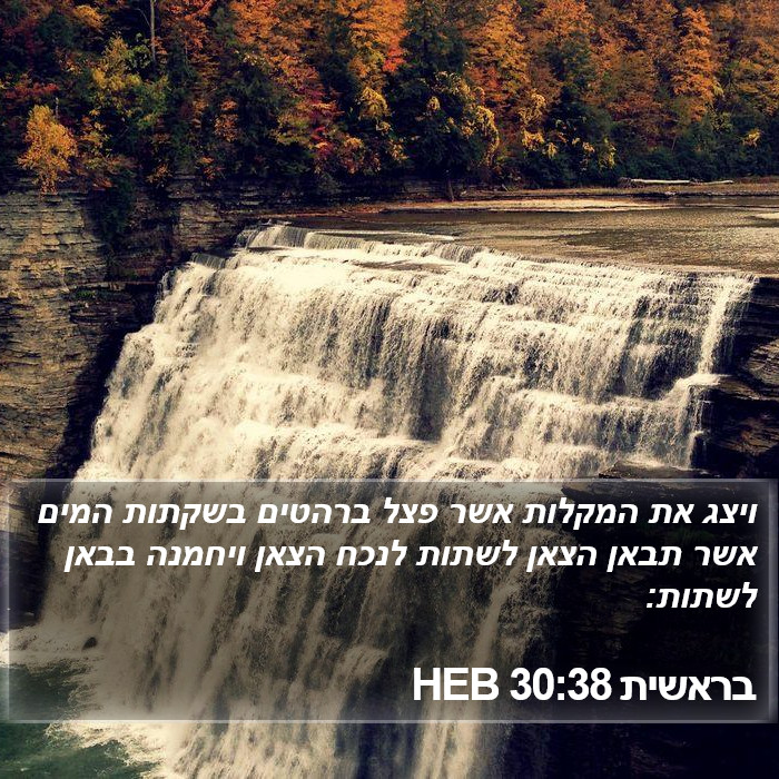 בראשית 30:38 HEB Bible Study