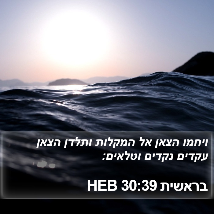 בראשית 30:39 HEB Bible Study