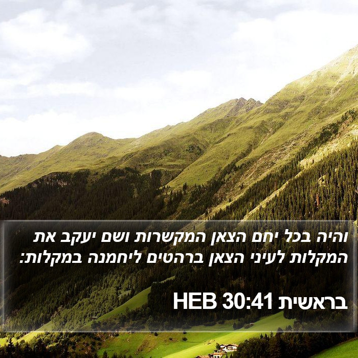 בראשית 30:41 HEB Bible Study