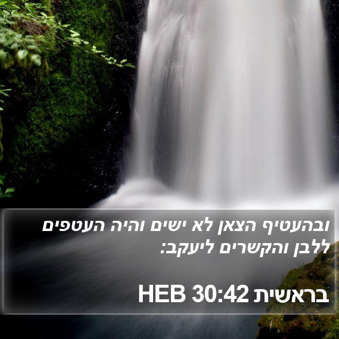 בראשית 30:42 HEB Bible Study