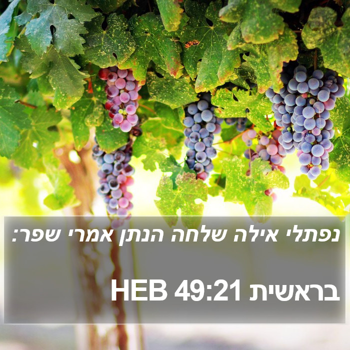 בראשית 49:21 HEB Bible Study