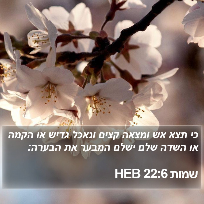שמות 22:6 HEB Bible Study