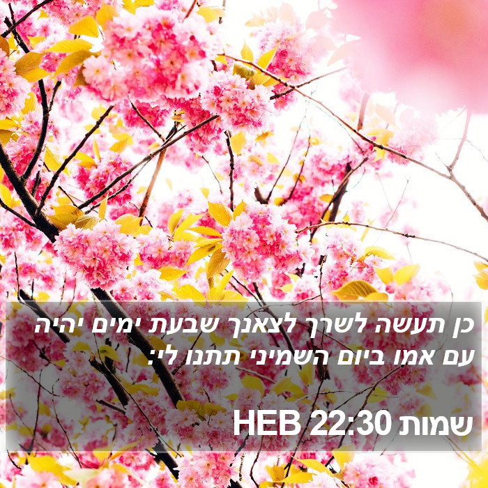 שמות 22:30 HEB Bible Study