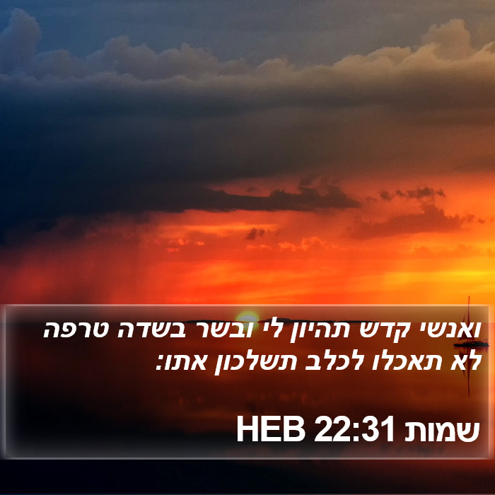 שמות 22:31 HEB Bible Study