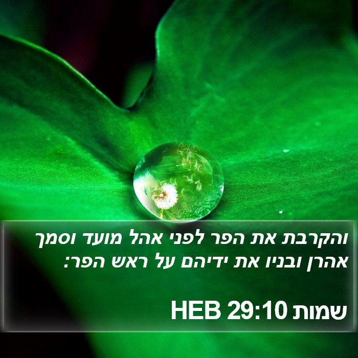 שמות 29:10 HEB Bible Study