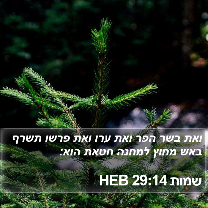 שמות 29:14 HEB Bible Study