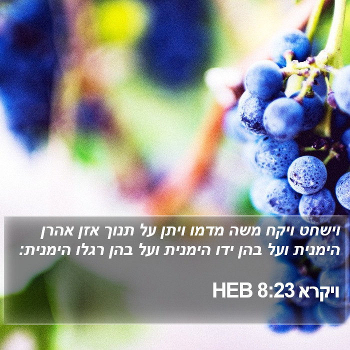 ויקרא 8:23 HEB Bible Study