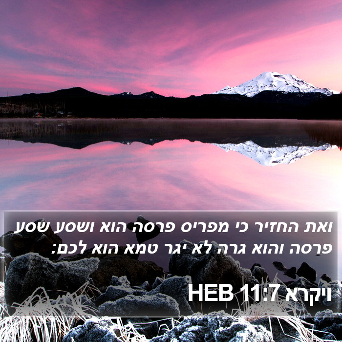 ויקרא 11:7 HEB Bible Study