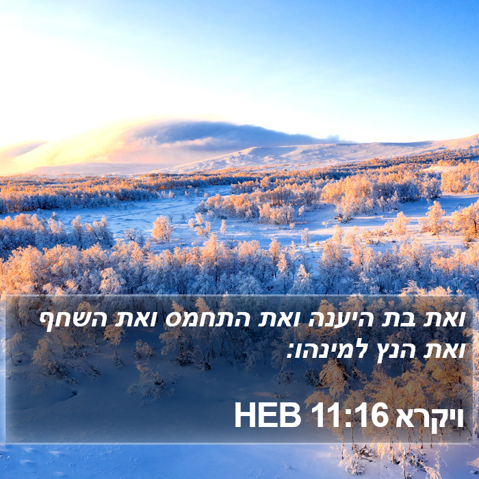 ויקרא 11:16 HEB Bible Study