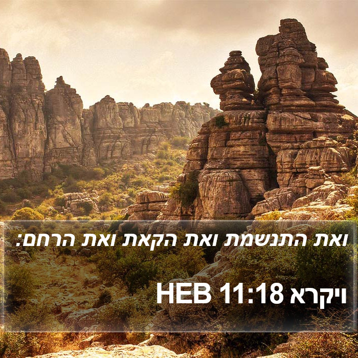 ויקרא 11:18 HEB Bible Study