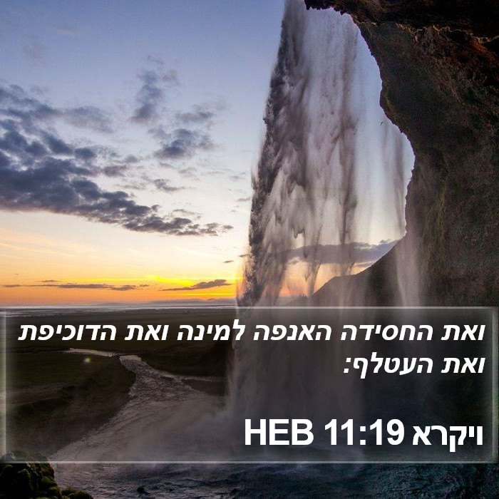 ויקרא 11:19 HEB Bible Study