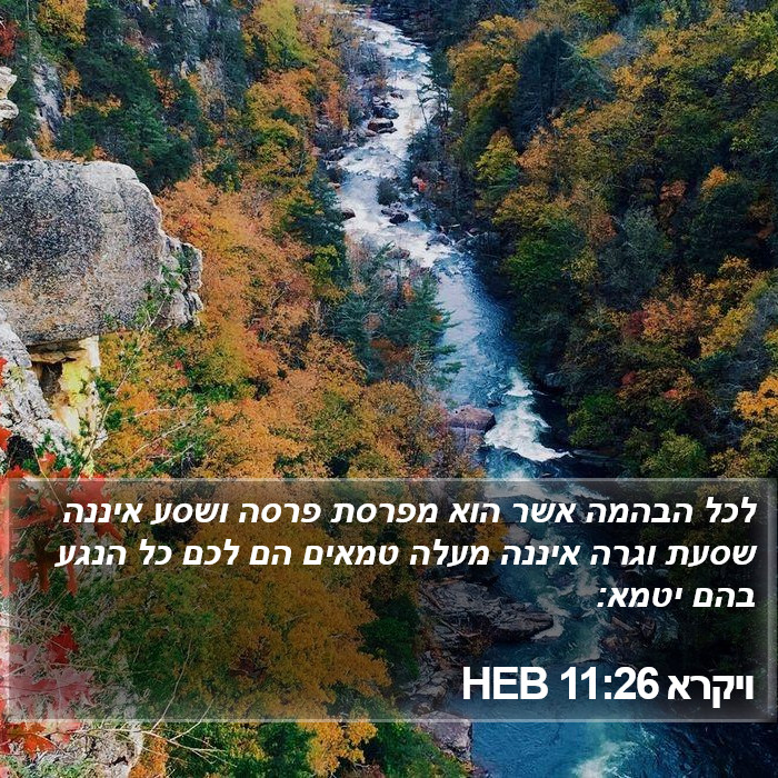 ויקרא 11:26 HEB Bible Study