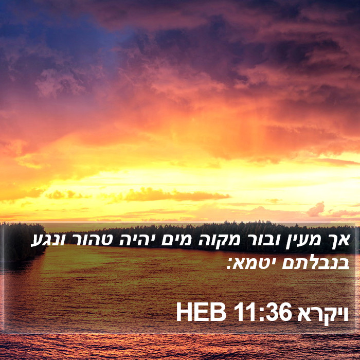 ויקרא 11:36 HEB Bible Study