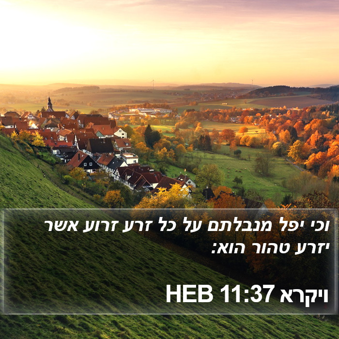 ויקרא 11:37 HEB Bible Study