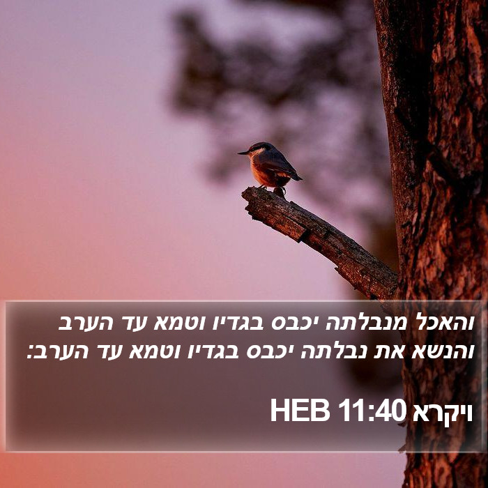 ויקרא 11:40 HEB Bible Study