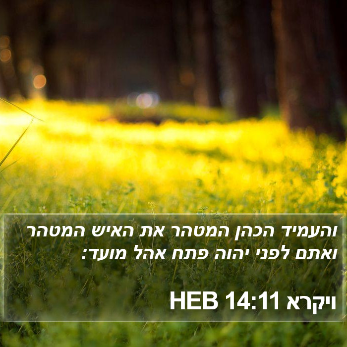 ויקרא 14:11 HEB Bible Study