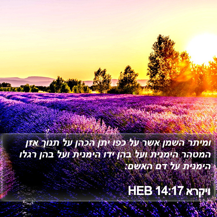 ויקרא 14:17 HEB Bible Study