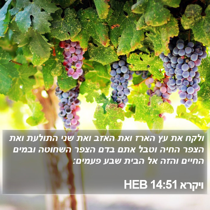 ויקרא 14:51 HEB Bible Study