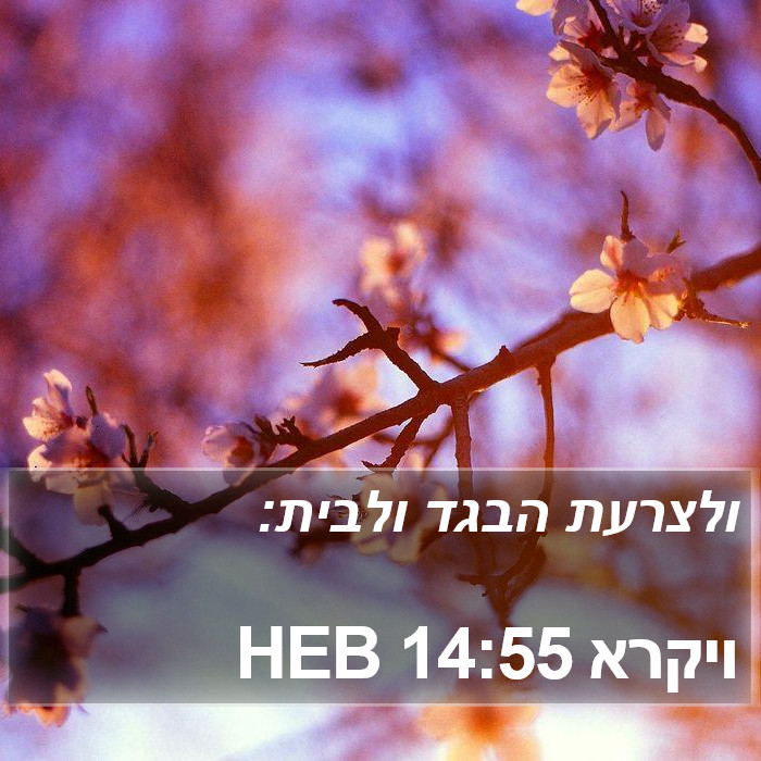 ויקרא 14:55 HEB Bible Study