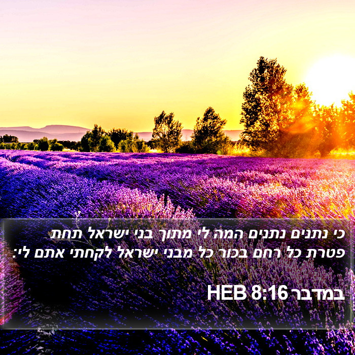 במדבר 8:16 HEB Bible Study