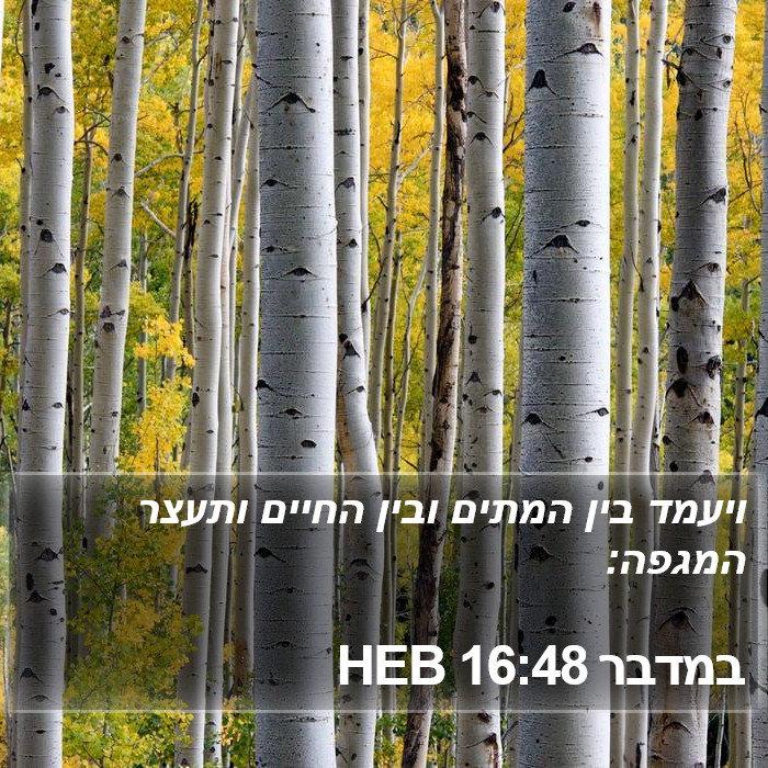 במדבר 16:48 HEB Bible Study