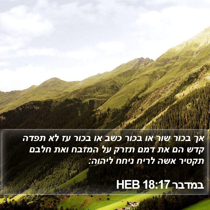 במדבר 18:17 HEB Bible Study