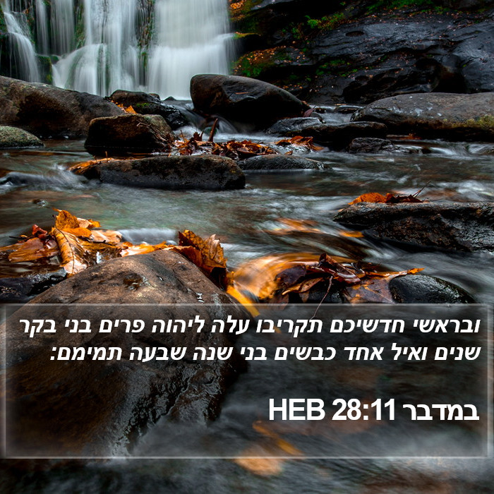 במדבר 28:11 HEB Bible Study