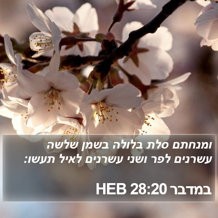 במדבר 28:20 HEB Bible Study