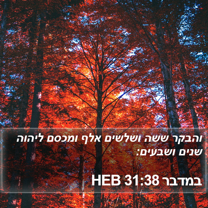 במדבר 31:38 HEB Bible Study