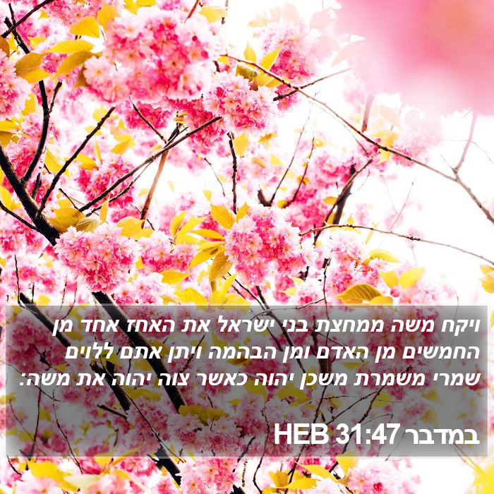 במדבר 31:47 HEB Bible Study