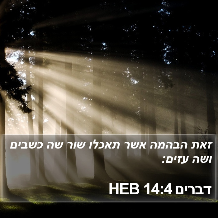 דברים 14:4 HEB Bible Study