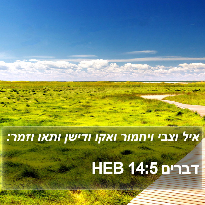 דברים 14:5 HEB Bible Study