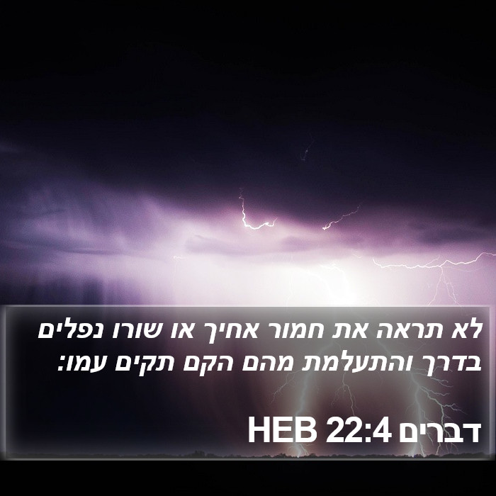 דברים 22:4 HEB Bible Study