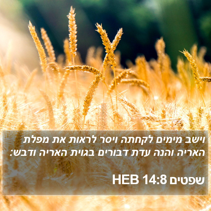 שפטים 14:8 HEB Bible Study