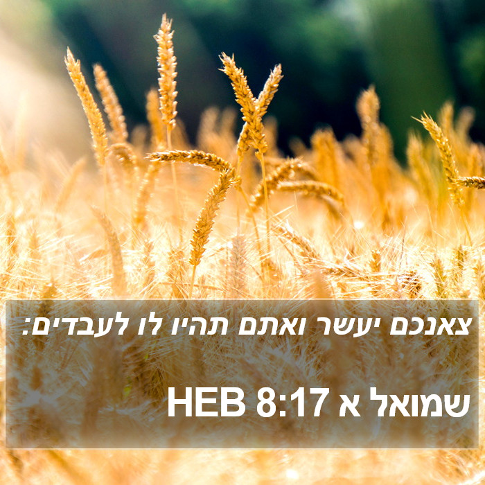 שמואל א 8:17 HEB Bible Study