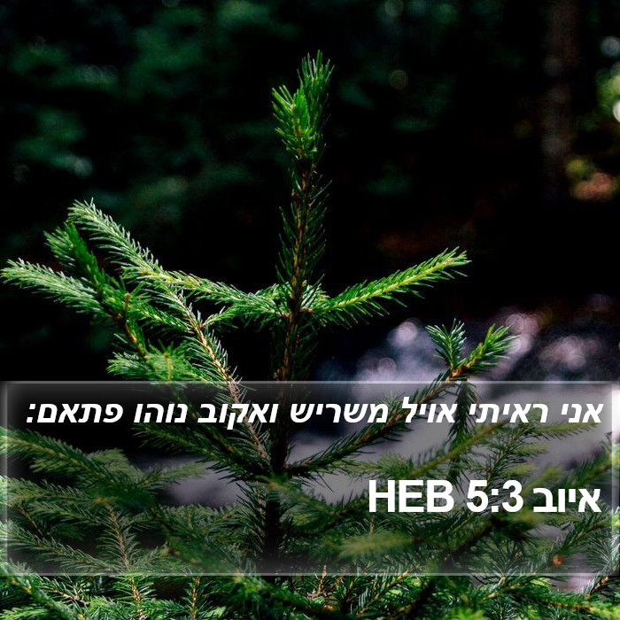 איוב 5:3 HEB Bible Study