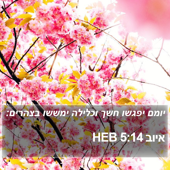 איוב 5:14 HEB Bible Study