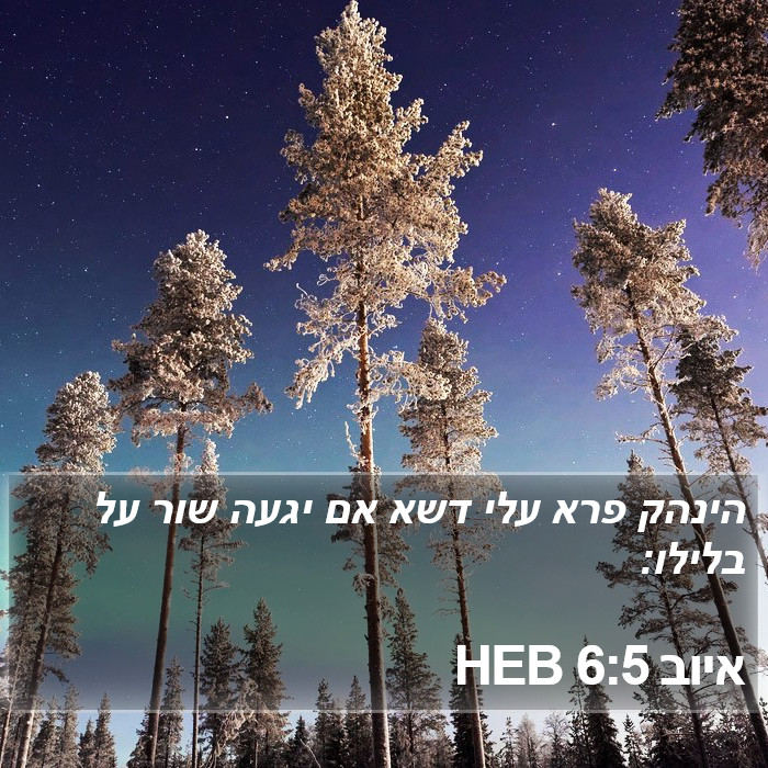 איוב 6:5 HEB Bible Study