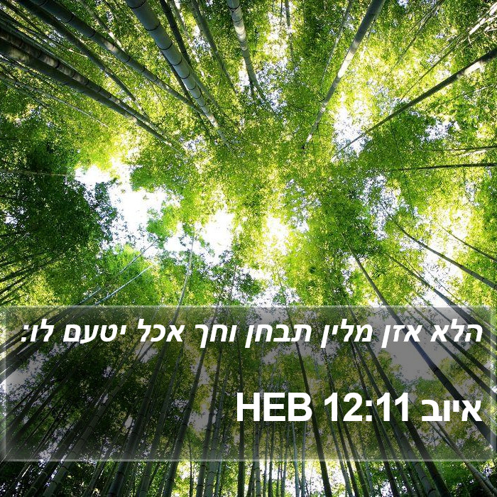 איוב 12:11 HEB Bible Study