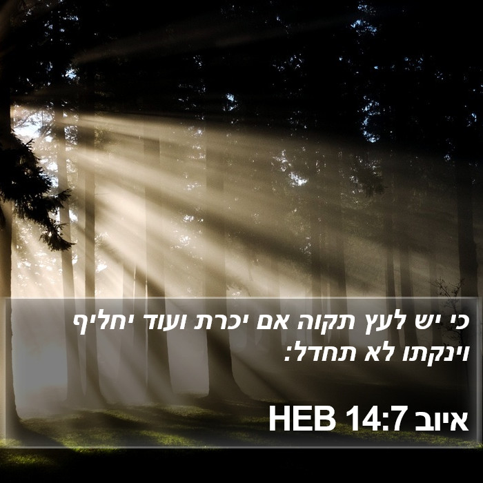 איוב 14:7 HEB Bible Study