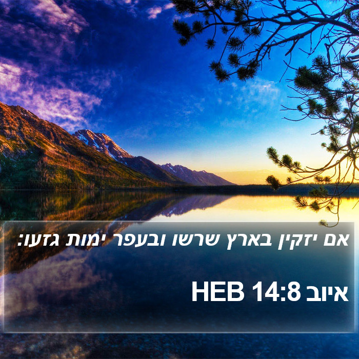 איוב 14:8 HEB Bible Study