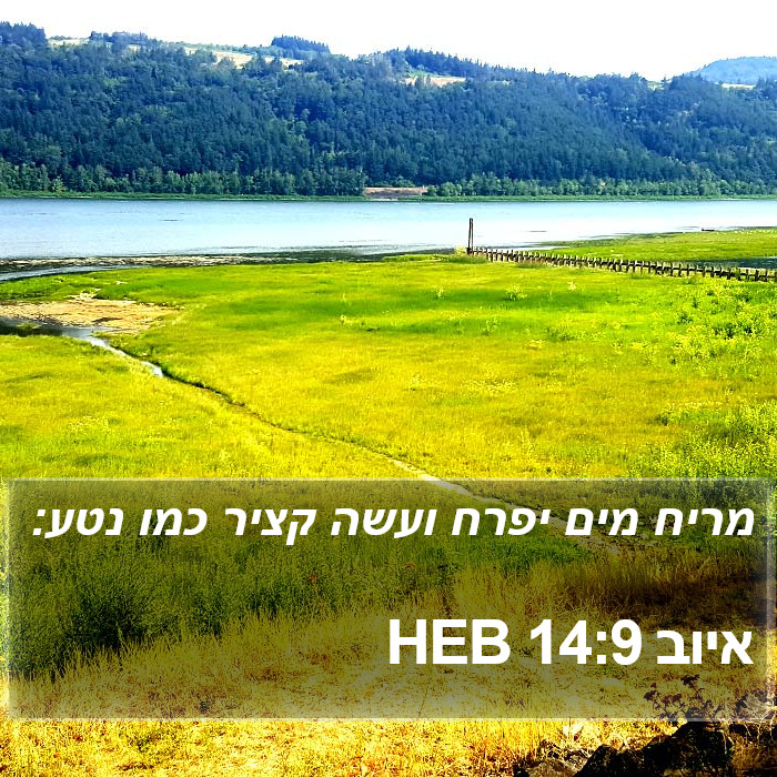 איוב 14:9 HEB Bible Study