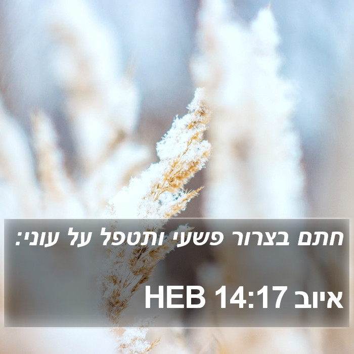 איוב 14:17 HEB Bible Study