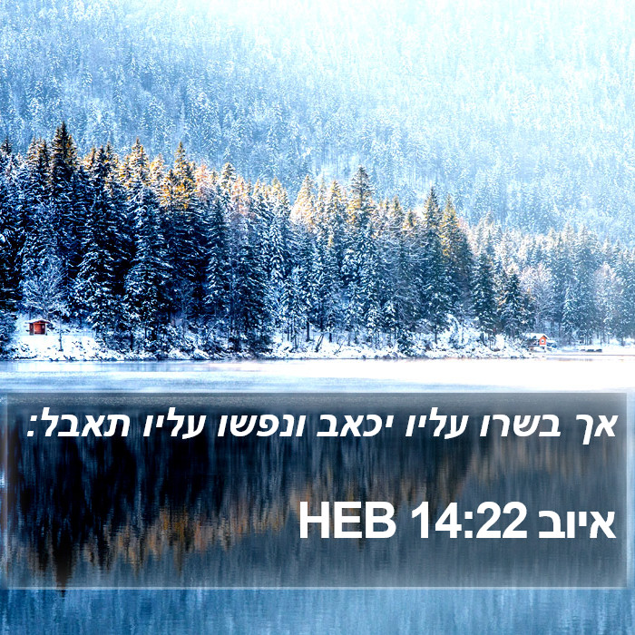 איוב 14:22 HEB Bible Study