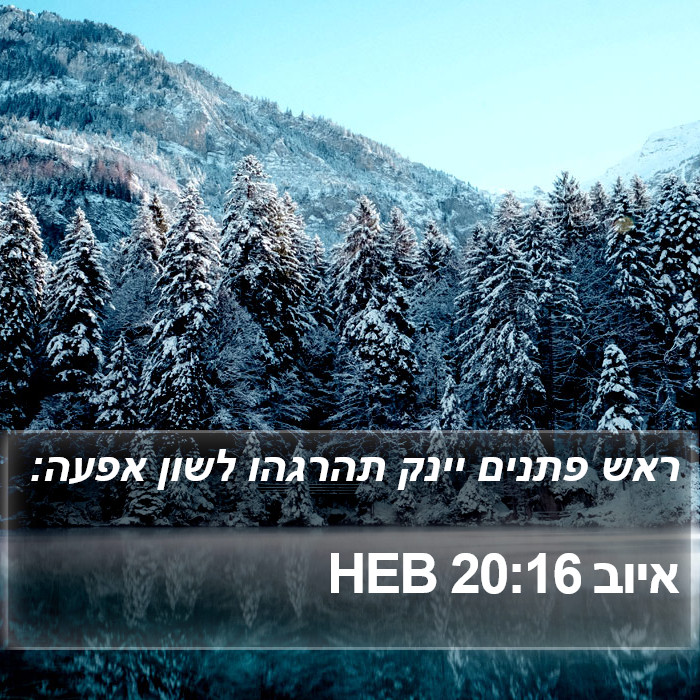 איוב 20:16 HEB Bible Study