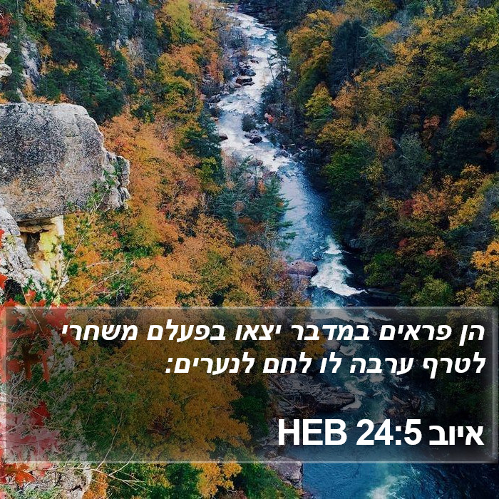 איוב 24:5 HEB Bible Study