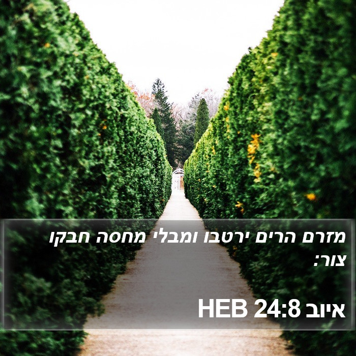 איוב 24:8 HEB Bible Study