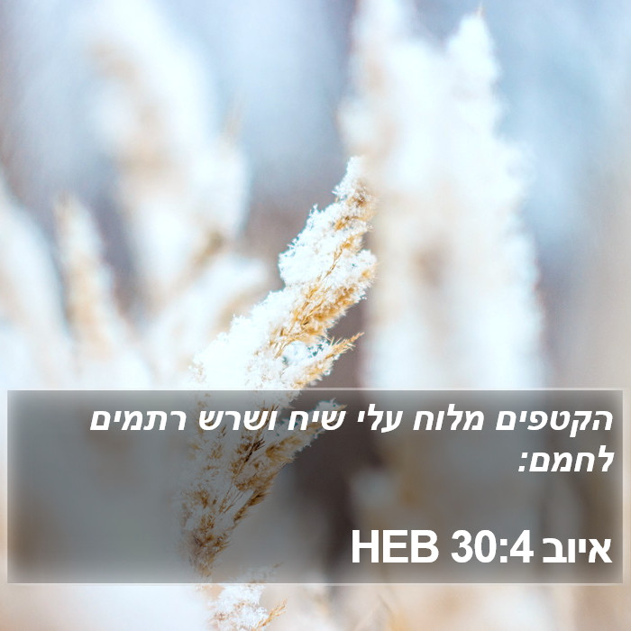 איוב 30:4 HEB Bible Study